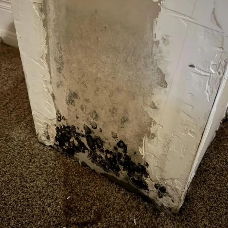 Professional Mold Removal in Albuquerque, NM